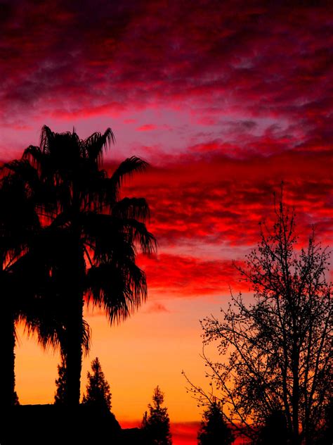 무료 이미지 경치 나무 구름 해돋이 일몰 따뜻한 꽃 자 새벽 분위기 황혼 저녁 주황색 빨간 담홍색 그림 물감 잔광 우디 식물 아침에 붉은