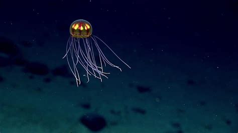 What Climate Change And Warmer Oceans Mean For Deep Sea Life Here And Now