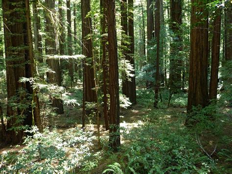 Ferny Forest Floor Homestead And Big Tree Trails Humboldt Redwoods