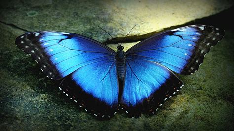Blue Butterfly Hd Wallpaper 70 Images