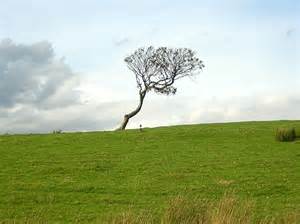 Lonely Tree © Iain Thompson Geograph Britain And Ireland