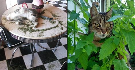 25 Hilarious Photos Of Cats High On Catnip Bouncy Mustard