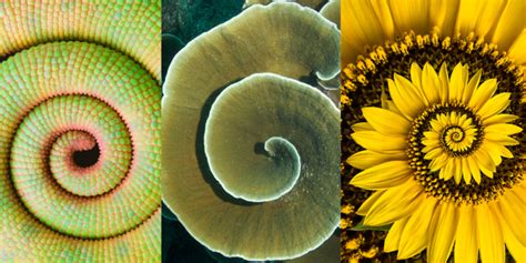 Patterns In Nature The Importance And Examples Terramai