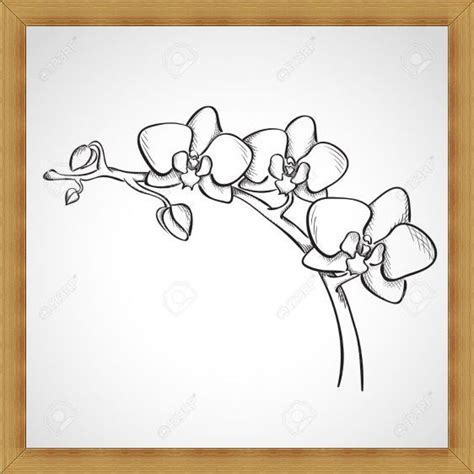 Sketsa Bunga Anggrek Gambar Flora Bunga Anggrek Sketsa Contoh