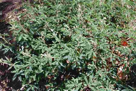 Mimosa Pudica