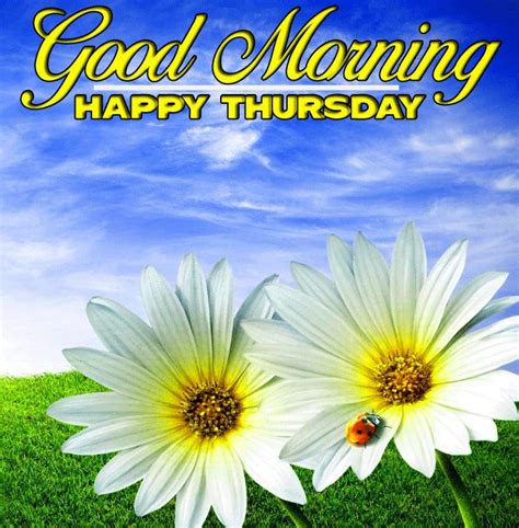 Good Morning Happy Thursday Wallpaper With Sunrise Flower Hd Download