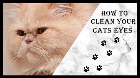 Himalayan division, or colorpoint longhair: How to clean your cats eyes (Persian cat edition) - YouTube