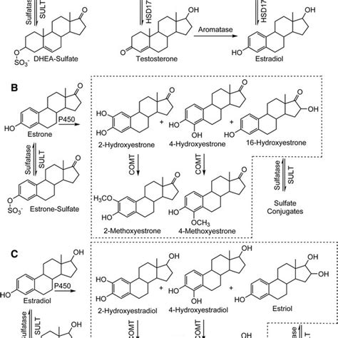 sts steroid sulfatase and sult1e1 estrogen sulfotransferase 1e1 in download scientific