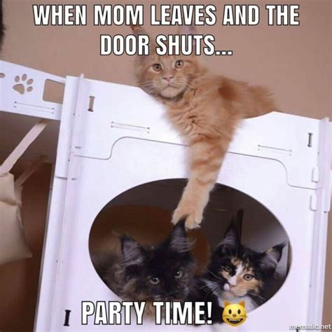 21 Funny Maine Coon Memes To Make You Laugh
