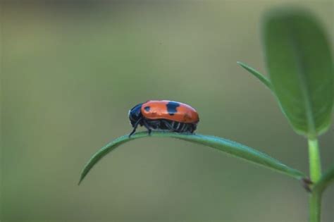 Die entwicklungsdauer der käfer beträgt im durchschnitt zwei jahre. Roter Kaefer mit schwarzen Flecken auf einem Blatt. Foto ...