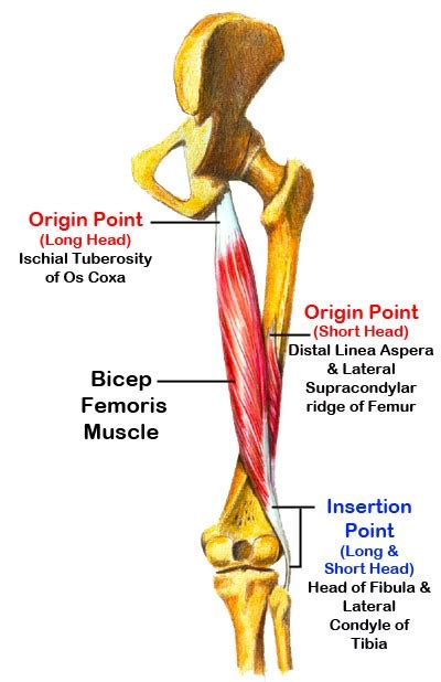 Hamstring Muscles Anatomy What To Do If You Pull Your Hamstrings