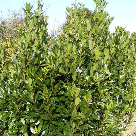 The act of doing something brilliant; Laurier sauce - haie -plante pas cher - pépinière Menton ...