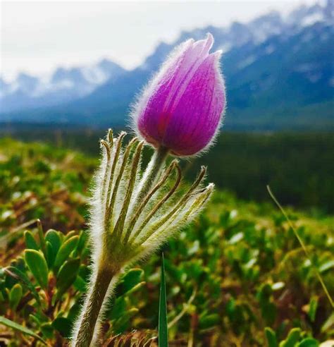 The Prairie Crocus Spring In The Mountains Take A Hike With Your