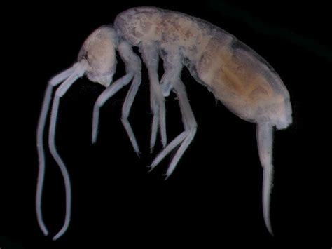 Deep Cave Springtail The Deepest Land Animal Oddfeed