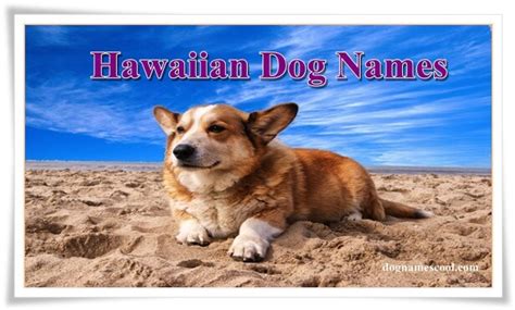 100hawaiian Dog Names For Your Canine Island Inspired Puppy Names