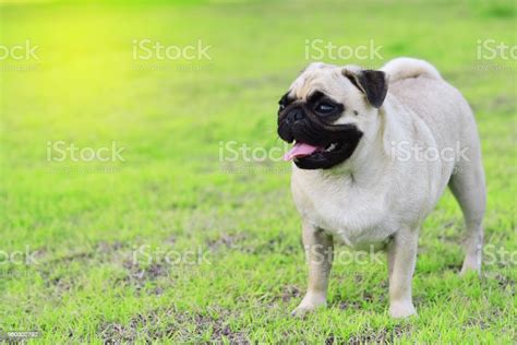 Cute Fat Pug Stock Photo Download Image Now Agricultural Field