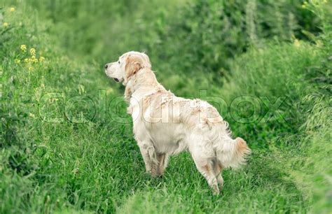 Adorable Dog Standing Ssideways In Stock Image Colourbox