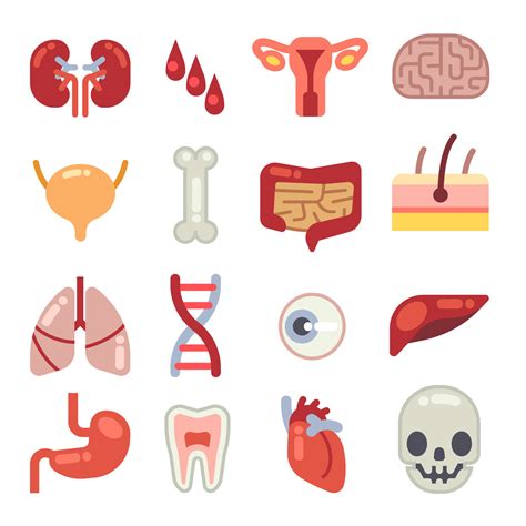 Human Internal Organs Flat Vector Icons By Microvector Thehungryjpeg