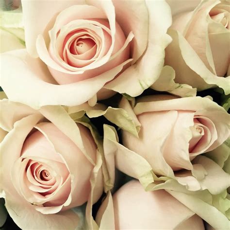 Sweet Akito Rose Rose Bridal Bouquet Flowers