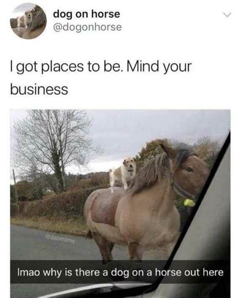 42 Sweet And Funny Animal Pictures That Will Make Your Day Funny