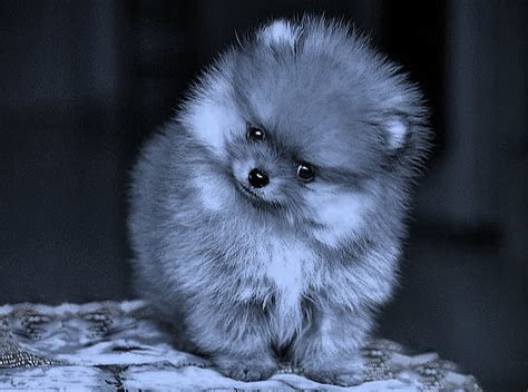 For a monthly premium, your pet is covered in the event of illness or injury. TinyBear Pomeranians - Breeding Kennel in Toronto Ontario Canada