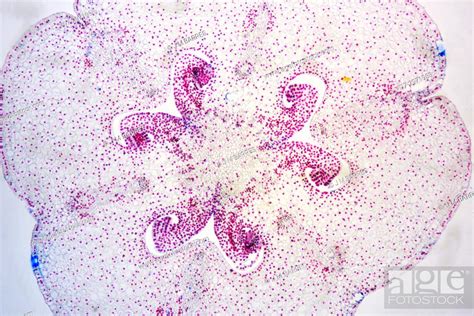 Lilium Ovary With Ovules Optical Microscope X Stock Photo Picture
