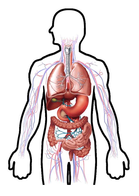 Human Body Png Png Image Collection