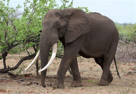An Elephant With Long Tusks Standing In The Dirt Near Some Trees And Bushes