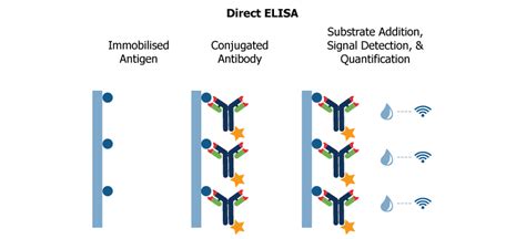 Direct, indirect, sandwich or competitive. ELISA Assays