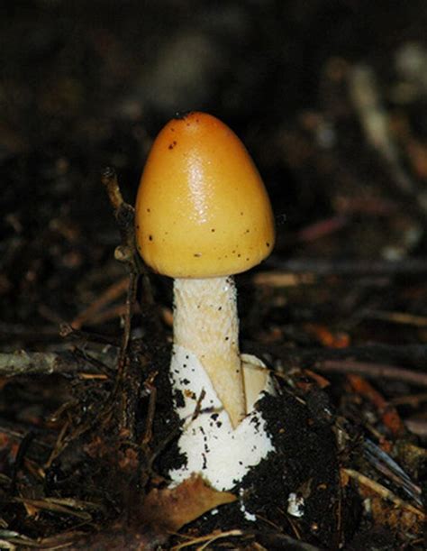 Learn How To Identify Wild Mushrooms In Pennsylvania How