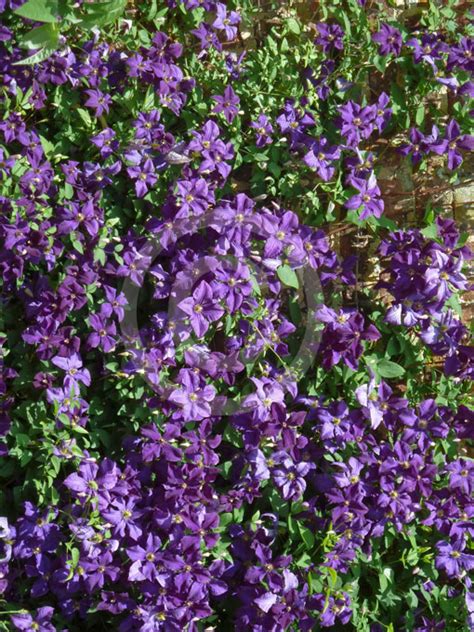 *due to state restrictions we cannot ship to the following: Clematis Jackmanii | Jackman's Clematis information & photos