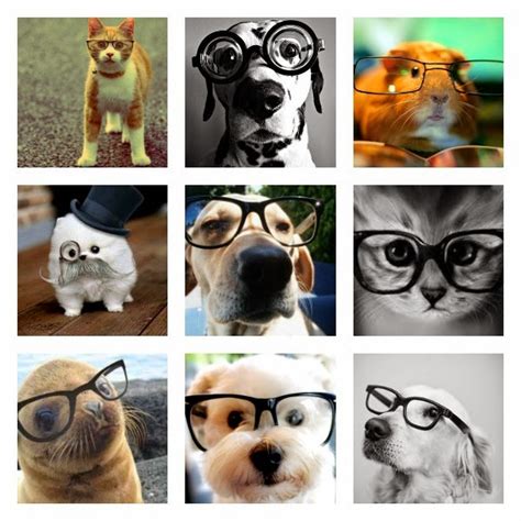 Nov 08, 2016 · humans aren't the only animals who need glasses. Glasses. I Think They're Attractive and Even Sexy - Being Ron