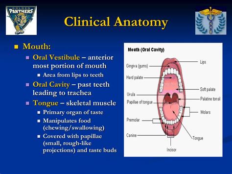 Ppt Face And Related Structures Anatomy Powerpoint Presentation Id776328