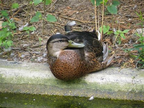 Zoo Duck Photograph By Kimmary Maclean Fine Art America