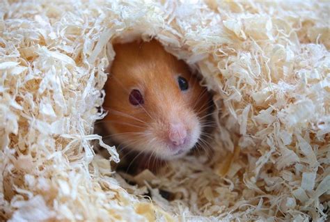 Do Hamsters Hibernate Pets At Home