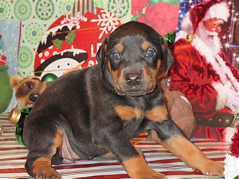 Doberman Pinscher Breeder And Puppies For Sale In Ohio