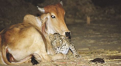 The Real Story Behind These Leopard And Cow Photos That Still Makes