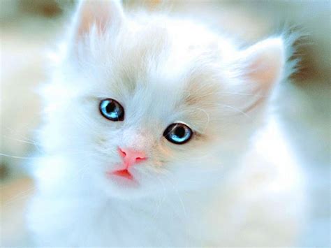 Kittens Kitten Cat Cats Baby Cute S Wallpaper 1600x1200 708190