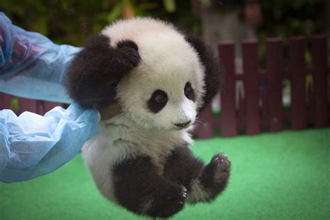 Baby Panda Born In Malaysia Zoo Makes Public Debut The Mainichi