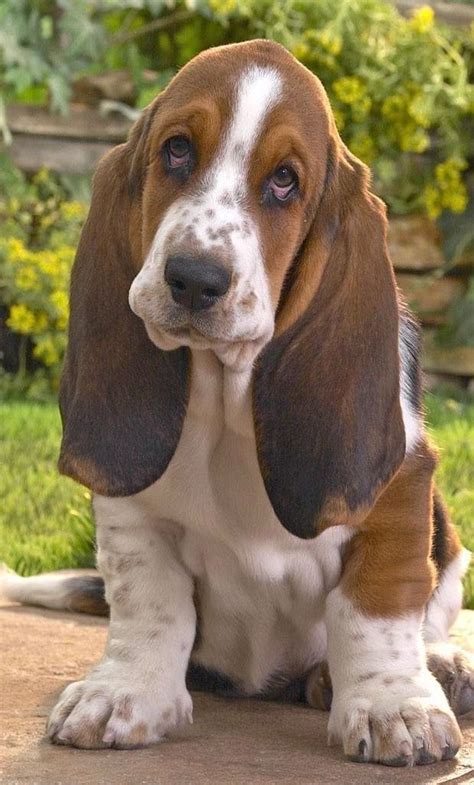 Basset Hound Dog Breed History And Some Interesting Facts