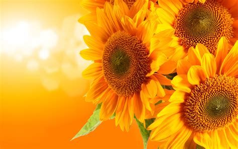 Sunflower Hd Wallpaper Background Image 2560x1600