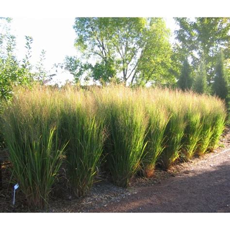 Panicum virgatum northwind potted grasses. Panicum Virgatum'Northwind'