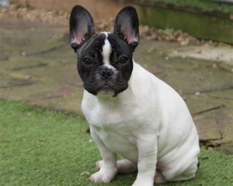 Find 620 french bulldogs puppies & dogs for sale uk at the uk's largest independent free classifieds site. Frenchton (French Bulldog Boston Terrier Mix) Info ...