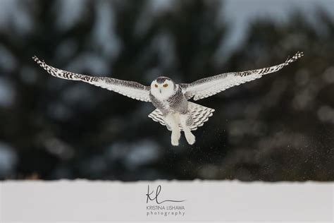 Snowy Owls In Leelanau Its A Hoot To See One