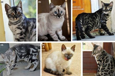 Charcoal colouration/pattern in the Bengal cat breed ...