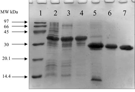 Sds Page Gel Showing Steps Of Purification Eighteen Percent Sds Page