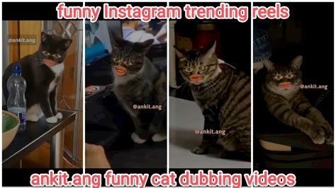 Ankitang Funny Cat Dubbing Videos Part 5 Funny Instagram Trending