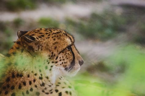 Leopardo Animal Mamífero Foto Gratis En Pixabay Pixabay