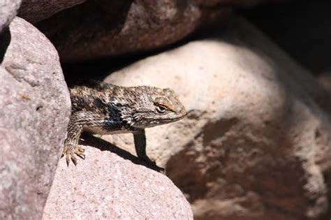 Lizards Of The Southwest
