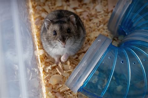 Campbells Dwarf Hamster Stock Photo Download Image Now Animal